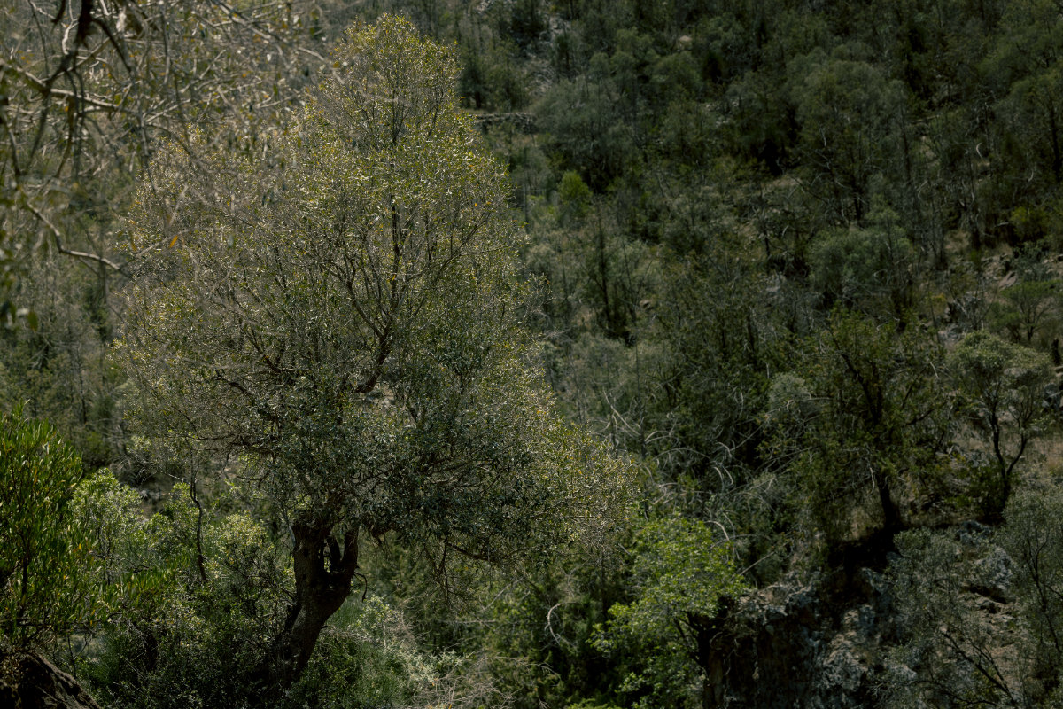 Les stratégies mises en œuvre par le NCVC pour conserver les zones de plantation en Arabie Saoudite comprennent la détermination des points de confinement, la collecte de données et l'utilisation d'un hypsomètre numérique pour mesurer la hauteur des arbres (photo du NCVC).