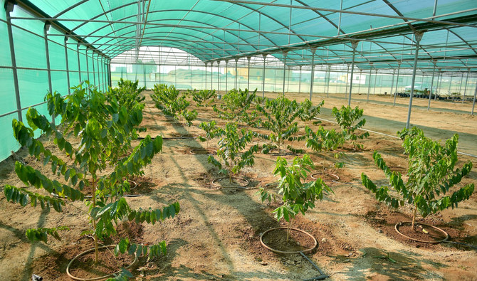 Une ferme de Wadi ben Hachbal, en Arabie saoudite, a récemment été reconnue par le Guinness World Records comme la plus grande ferme durable au monde. (Fourni)