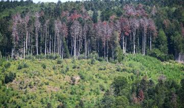 La forêt française cartographiée en vue du changement climatique