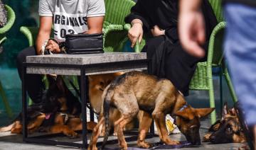 Le premier café accueillant les chiens ouvre ses portes en Arabie saoudite