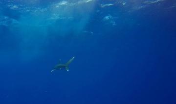 Fermeture d’un site de plongée à Charm el-Cheikh après une attaque par un requin