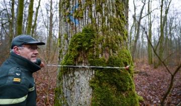 "Grand cru" des forêts françaises, le chêne de Darney s'arrache à prix d'or