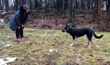 Pandémie: la demande de chiens en hausse au Canada, les arnaques aussi