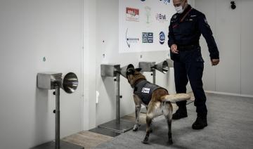 Des chiens formés pour traquer la Covid avec la sueur humaine