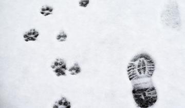 Les chiens ont accompagné les premiers humains sur le continent nord-américain