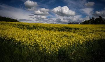 Les campagnes suisses se déchirent à l'approche de votes sur les pesticides