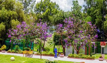 Plus de 25 000 jacarandas pour sublimer la beauté d'Abha