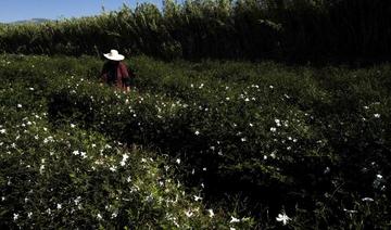 A Grasse, la récolte du jasmin bat son plein pour les 100 ans du Chanel N°5