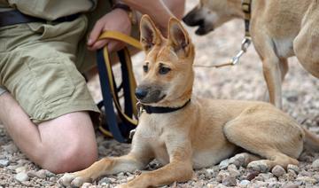 Australie: des images inédites révèlent la vie secrète d'un dingo