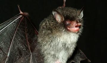 Des virus proches du SARS-CoV-2 découverts chez des chauves-souris 