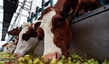 Deux cas atypiques de «vache folle» détectés au Brésil