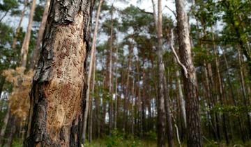 Un tiers des espèces d'arbres serait menacé dans le monde