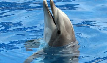 Chats, chiots, dauphins: adoption définitive d'un texte emblématique contre la maltraitance