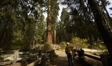 La COP26 va s'engager à enrayer la déforestation