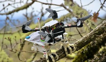 Un robot oiseau capable de se poser et d'agripper des objets
