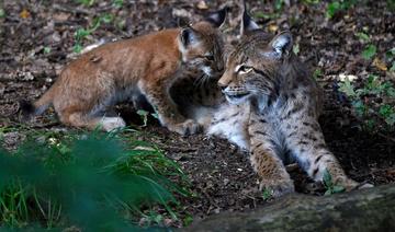 En France, un plan pour sauver le lynx, «parent pauvre» des grands prédateurs