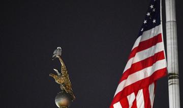 A Washington, on se passionne pour un hibou venu de l'Arctique