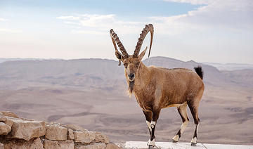 L’Arabie saoudite ramène plusieurs espèces dans leur habitat naturel