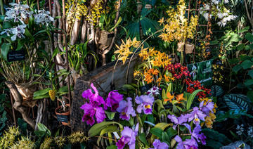 Mille et une orchidées au Jardin des Plantes 2022