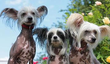 Un Chinois à crête, désigné «le chien le plus laid du monde» 2022