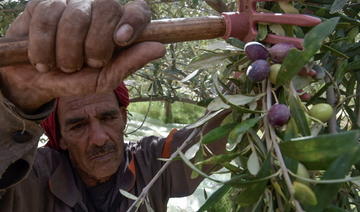 Agriculture: Le potentiel grandissant du Sahara algérien