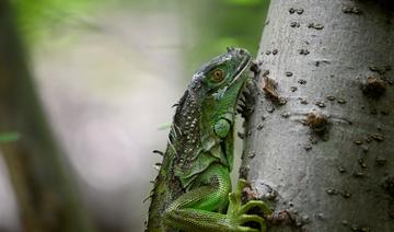Guatemala: à la rescousse du «petit endormi», lézard en danger d'extinction