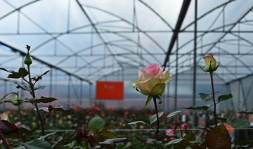 La course d'obstacles des roses équatoriennes pour arriver sur les étals du monde