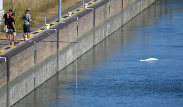 La France envisage d'extraire de la Seine un béluga pour le sauver