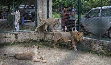 Une fois, deux fois, adjugé?... Des lions du Pakistan proposés aux enchères