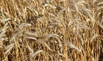 Les prix mondiaux des produits alimentaires poursuivent leur repli en août, selon la FAO