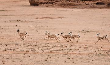 La réintroduction d’oryx, de gazelles et de bouquetins ouvre la voie au retour des grands félins à AlUla