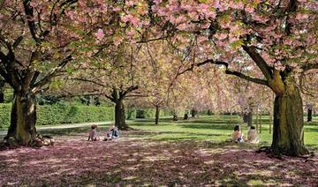 Le parc de Sceaux fête le retour du printemps avec Hanami