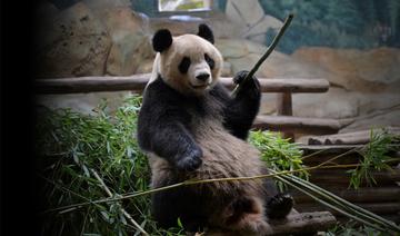 Au revoir Beauval, le premier panda né en France transféré en Chine en juillet