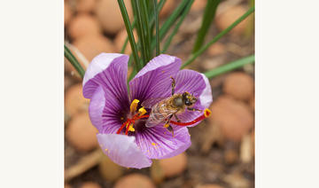 Les abeilles et la pollinisation des fleurs, une conférence à l'IMA