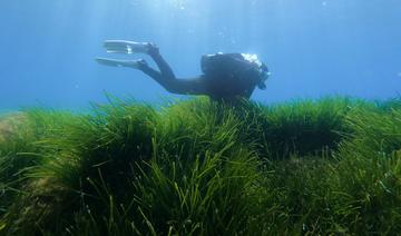 En Méditerranée, record de température marine aux forts impacts, selon une chercheuse
