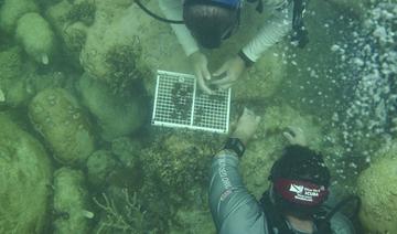La surchauffe des océans continue de battre des records