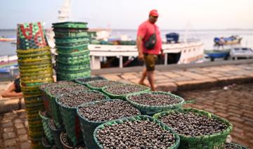 Le boom de l'açai, une chance et une menace pour l'Amazonie brésilienne