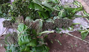 Les autorités saoudiennes déjouent une tentative de contrebande de 50 kg de qat à la frontière de Jazan