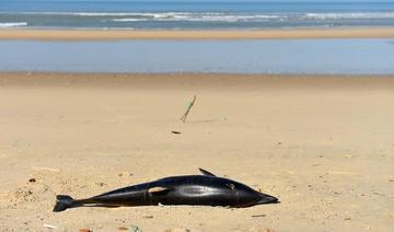 Dauphins: un mois sans pêche et des dérogations, les associations en colère