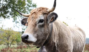 Progression d'une maladie hémorragique épizootique en France