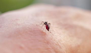 Des moustiques génétiquement modifiés : Une nouvelle arme contre le paludisme en Afrique