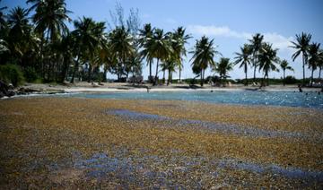 En Guadeloupe, des solutions fondées sur la nature pour réduire l'érosion des côtes