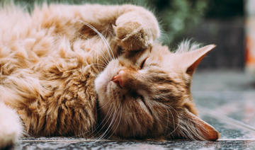 Le salon du chat, l'événement adorable autour des boules de poils au pavillon Baltard 
