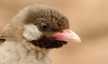 En Afrique de l'Est, des oiseaux savent distinguer les appels des chasseurs de miel