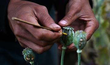 La Birmanie devient premier producteur mondial d'opium, dêtronant l'Afghanistan