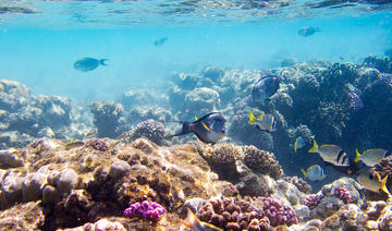 Le total de la pêche marine en Arabie saoudite atteint 64 000 tonnes selon GASTAT