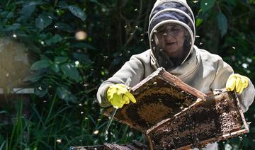 Colombie: Du bois illégal transformé en ruches pour lutter contre la disparition des abeilles