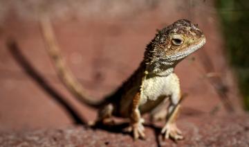 L'Australie tente de sauver ses derniers «dragons sans oreilles»