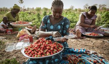 La fraise, «or rouge» inattendu des producteurs au Burkina Faso