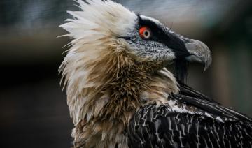 Quasi-oublié, le plus grand aigle d'Europe lutte pour sa survie